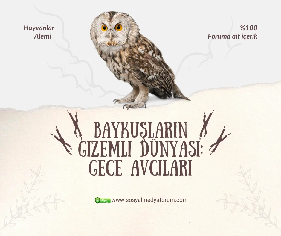 baykuslar.webp